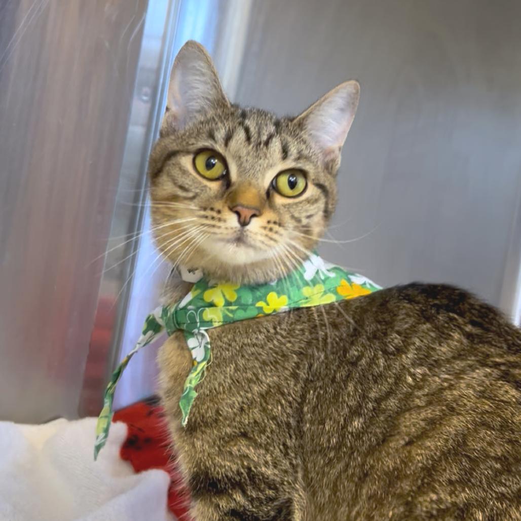 Arden — thumbnail 3