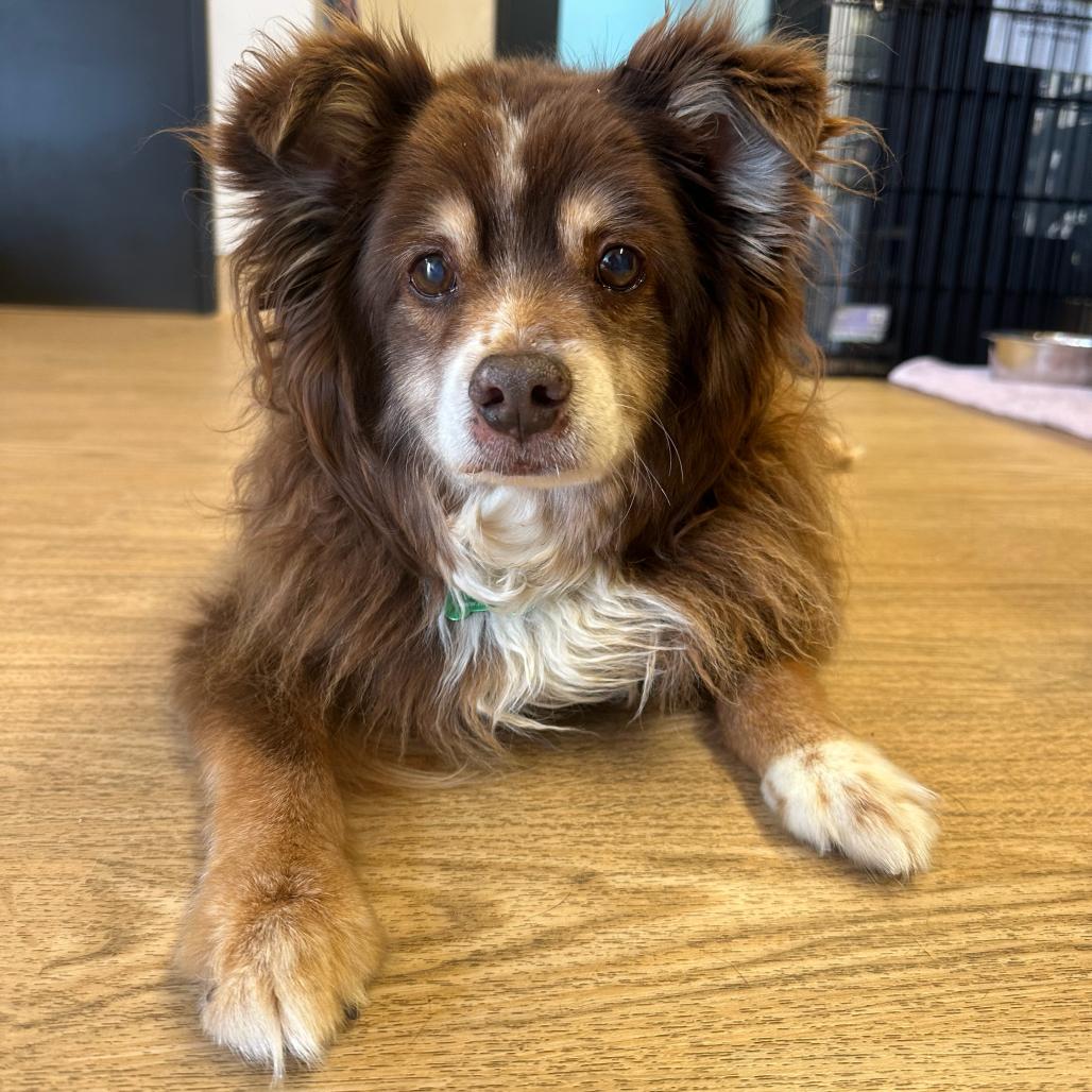 Grizzly Bear 14250, Adoptable, Senior Male Pomeranian.