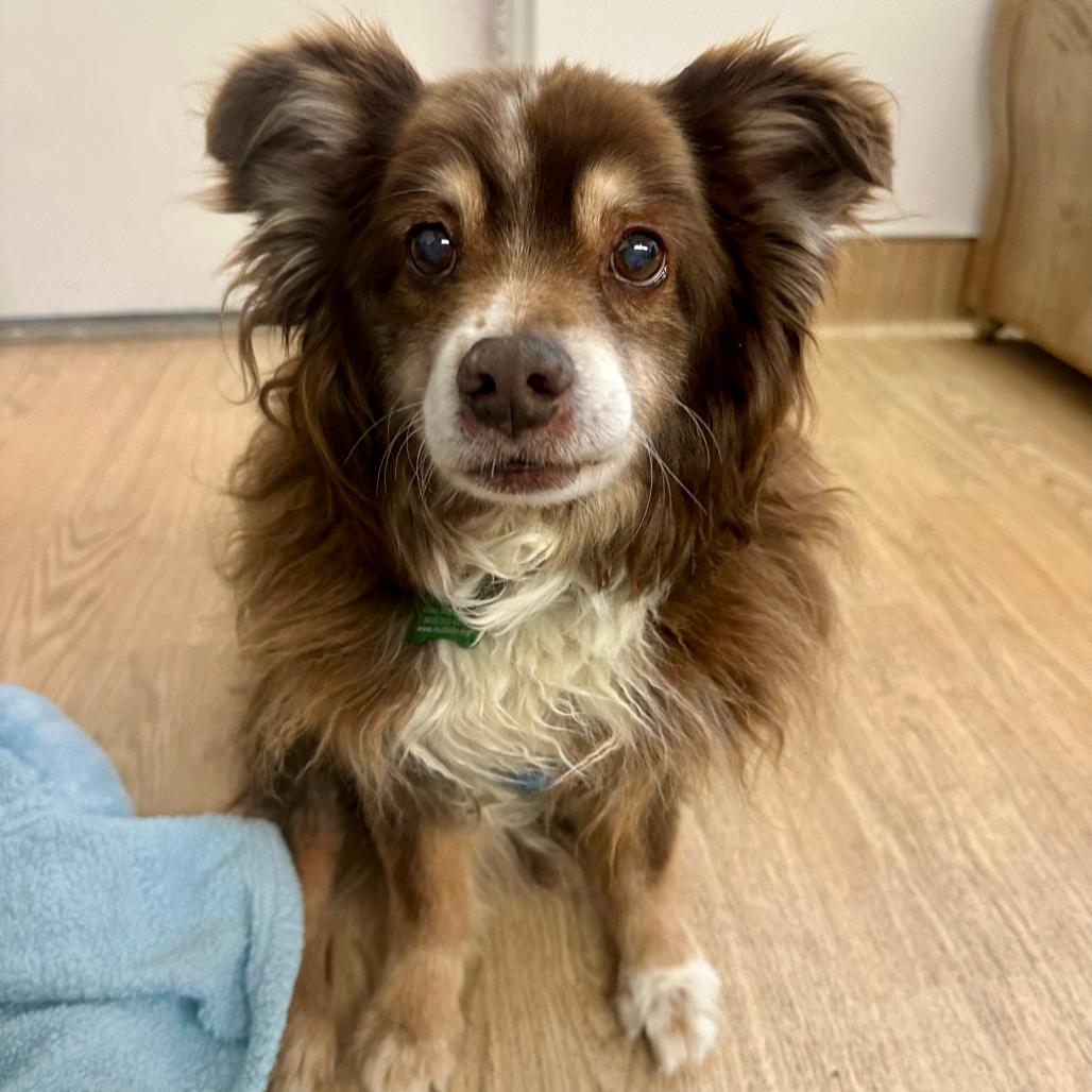 Grizzly Bear 14250, a Adoptable Pomeranian in San Francisco, CA image 2/6