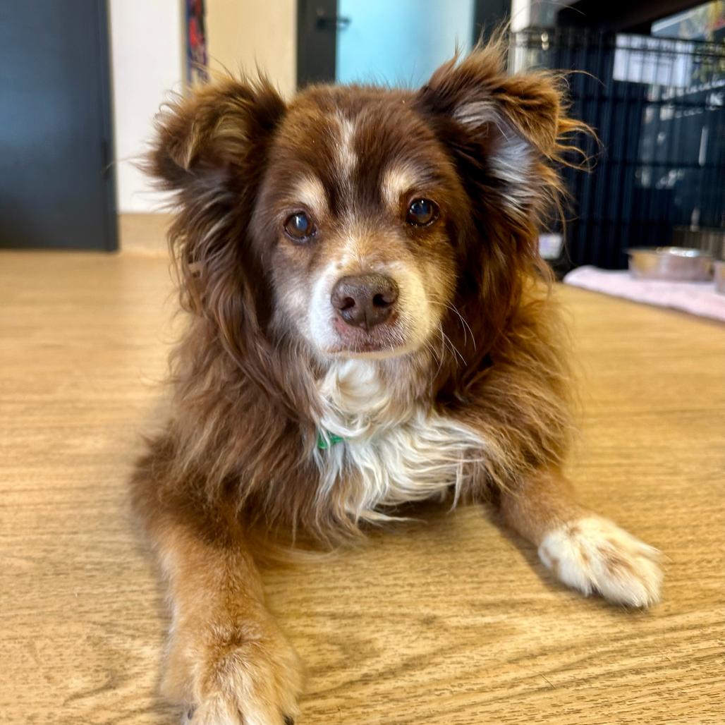 Grizzly Bear 14250, a Adoptable Pomeranian in San Francisco, CA image 3/6