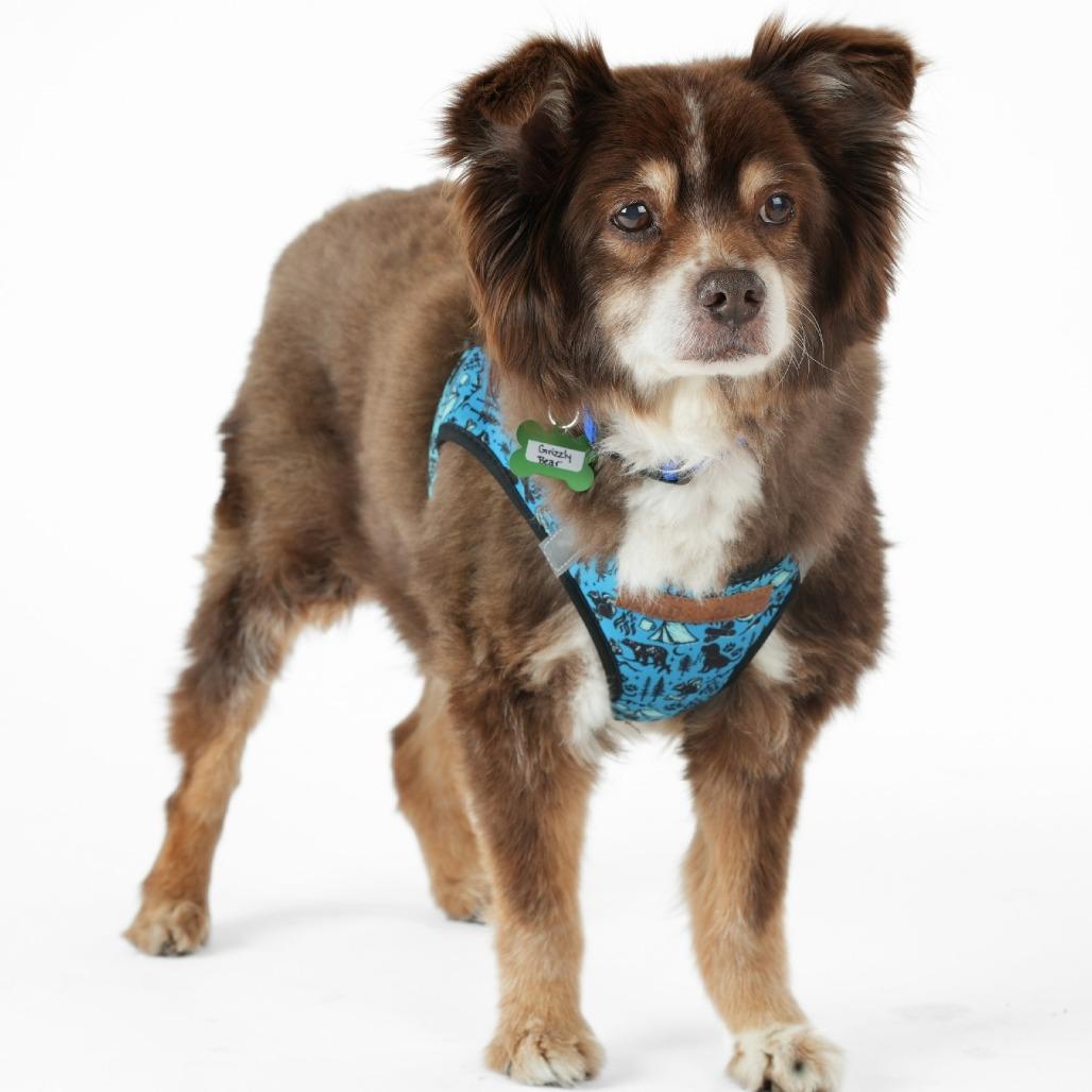 Grizzly Bear 14250, a Adoptable Pomeranian in San Francisco, CA image 4/6