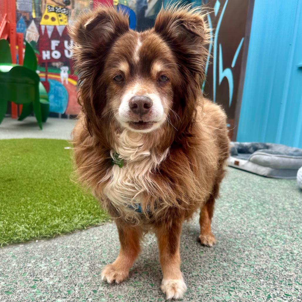 Grizzly Bear 14250, a Adoptable Pomeranian in San Francisco, CA image 5/6