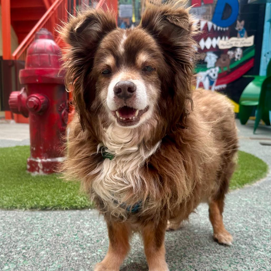 Grizzly Bear 14250, a Adoptable Pomeranian in San Francisco, CA image 6/6