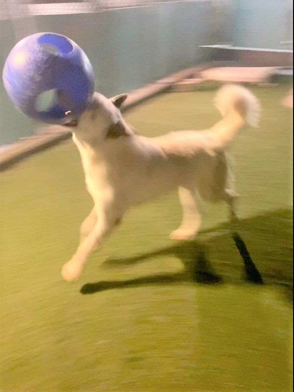 Ice, Adoptable, Young Male Australian Shepherd & Cattle Dog.