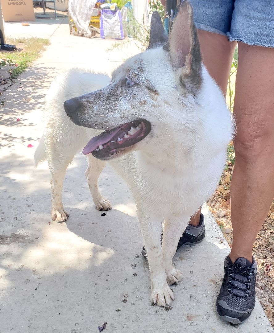 Enlarge Ice, a Adoptable mixed breed in Newport Beach, CA image 2/6