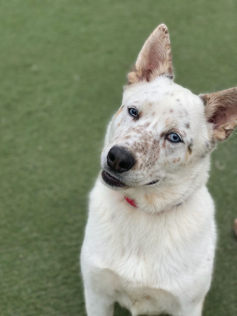 Enlarge Ice, a Adoptable mixed breed in Newport Beach, CA image 3/6