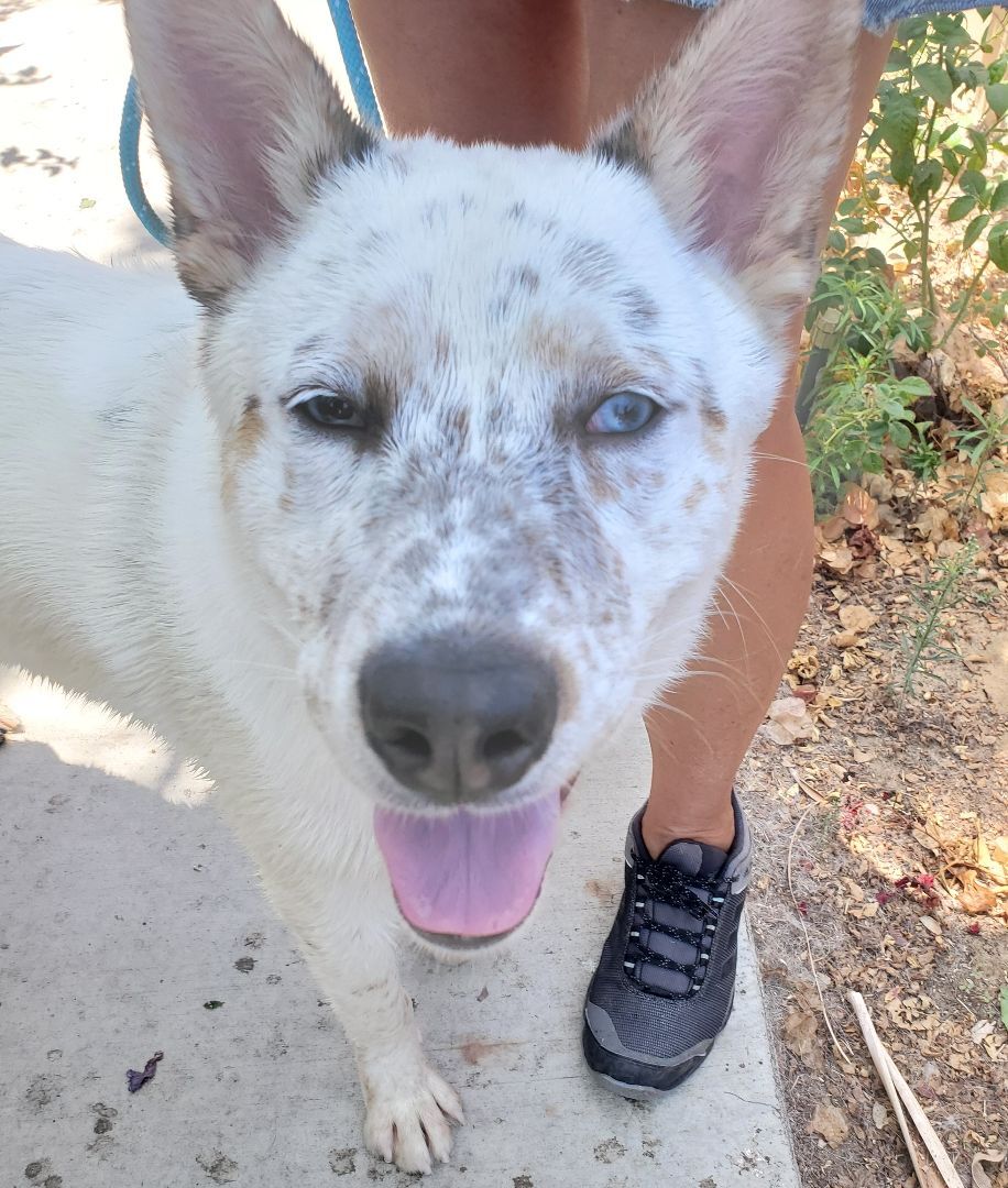 Ice, Adoptable, Young Male Australian Shepherd & Cattle Dog.