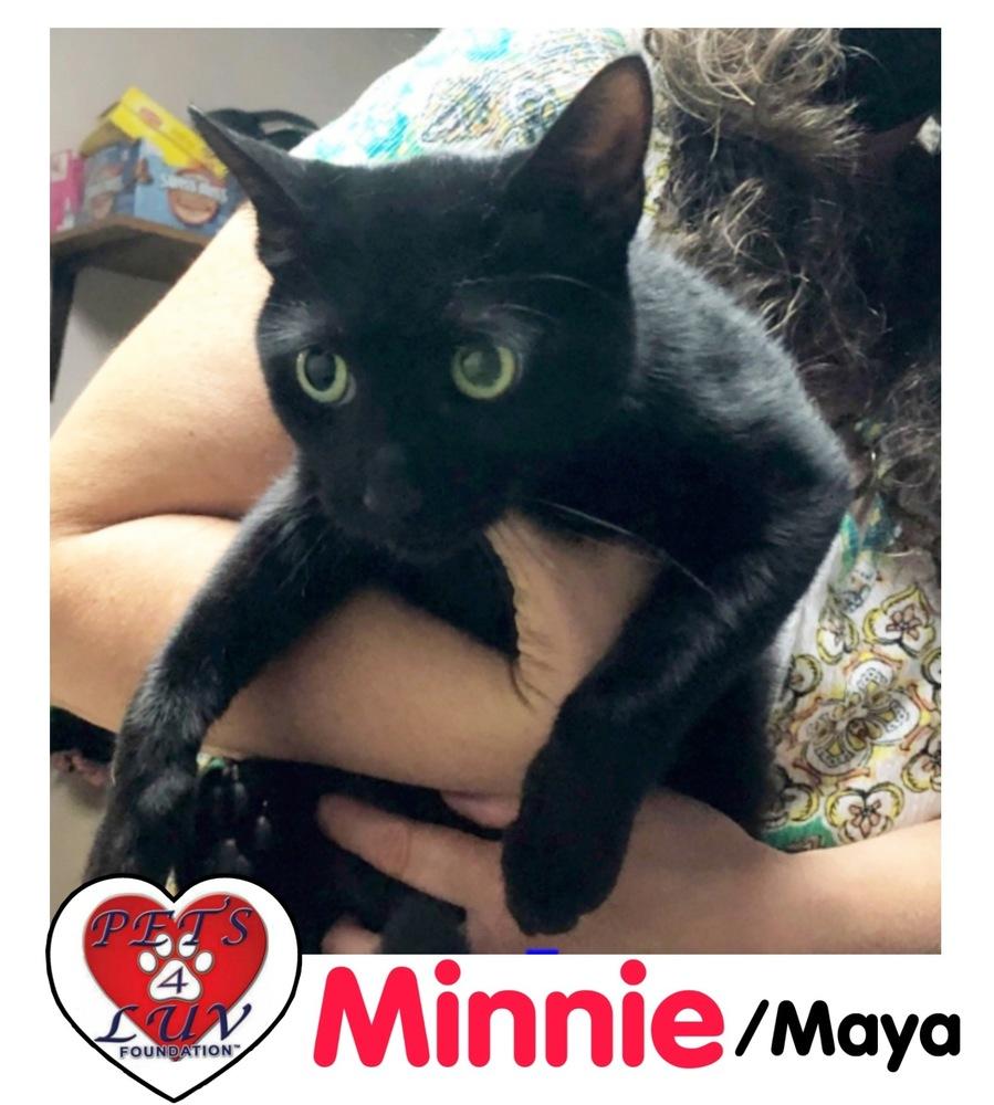 Enlarge Minnie (Maya), a Adopted mixed breed in Westbury, NY image 1/1