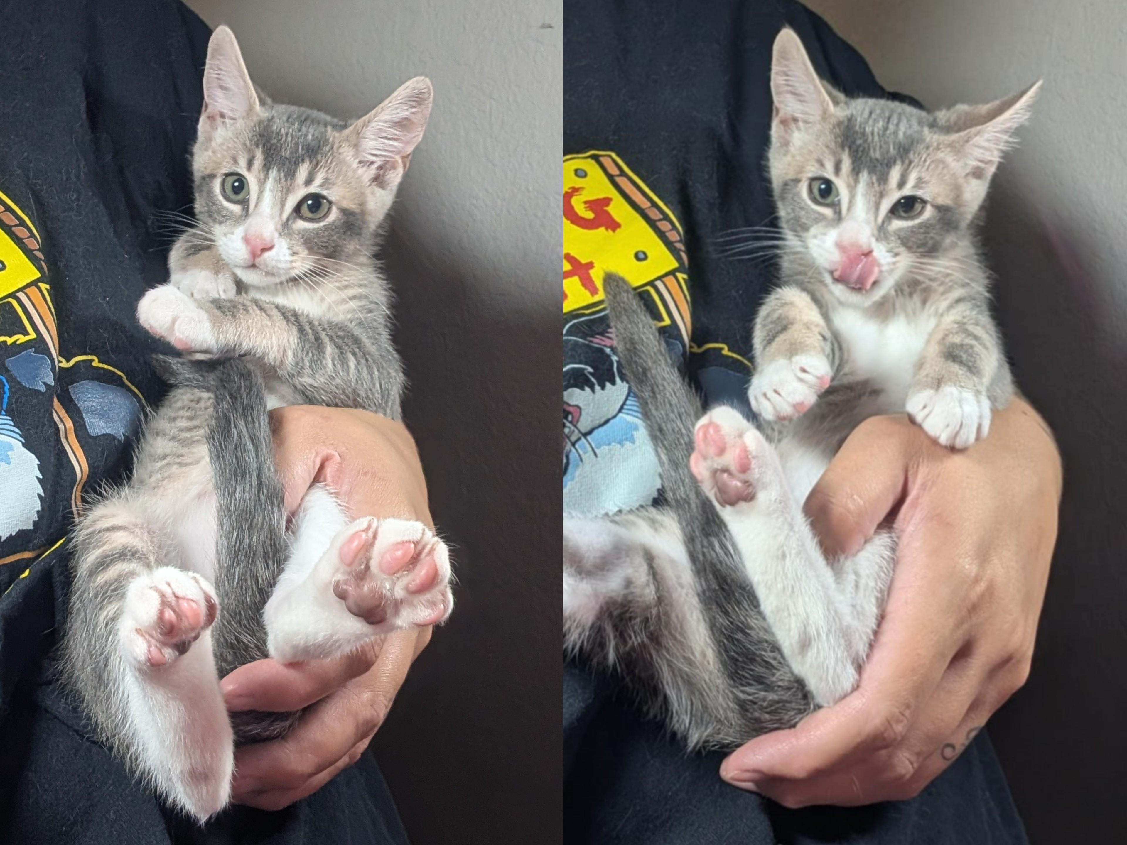 Enlarge Odin (Male Kitten), a Adoptable Domestic Short Hair in San Francisco, CA image 4/5