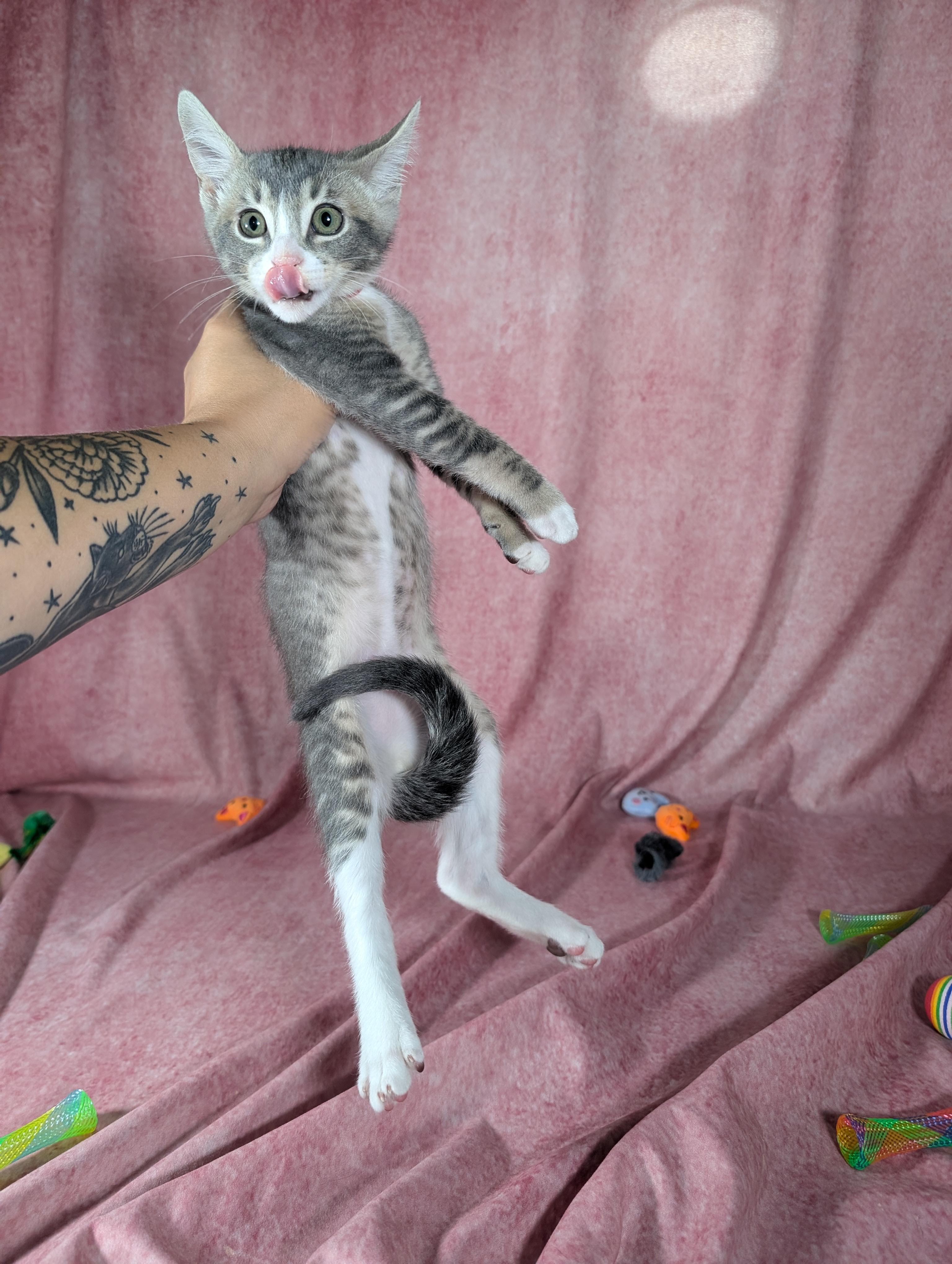 Enlarge Odin (Male Kitten), a Adoptable Domestic Short Hair in San Francisco, CA image 5/5