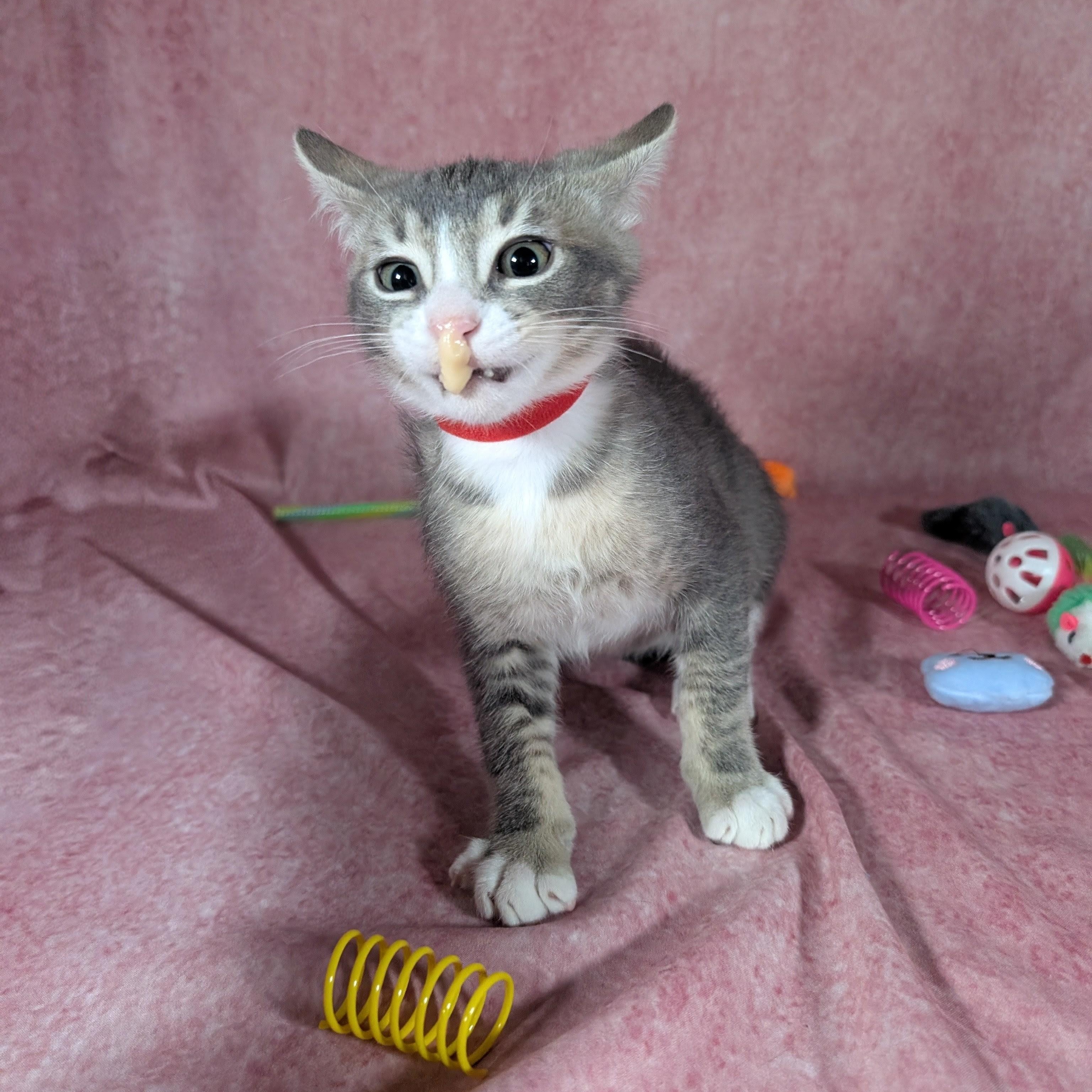 Enlarge Odin (Male Kitten), a Adoptable Domestic Short Hair in San Francisco, CA image 2/5