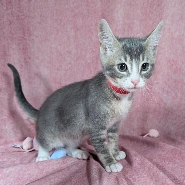 Odin (Male Kitten), Adoptable, Kitten Male Domestic Short Hair.
