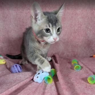 Enlarge Odin (Male Kitten), a Adoptable Domestic Short Hair in San Francisco, CA image 3/5