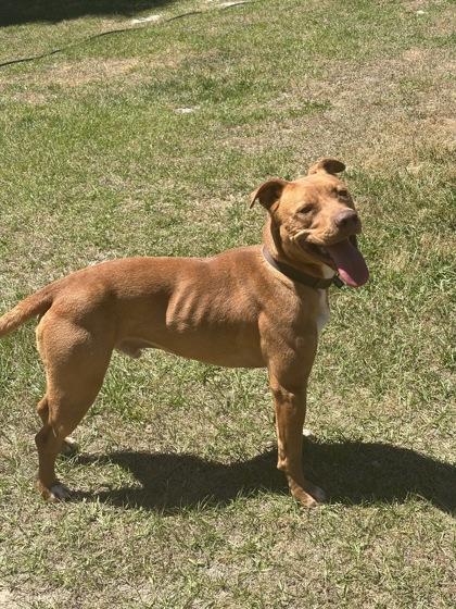 Junior, Adoptable, Adult Male Terrier & Mixed Breed.