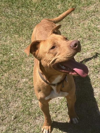 Junior, a Adoptable mixed breed in Conway, SC image 2/3