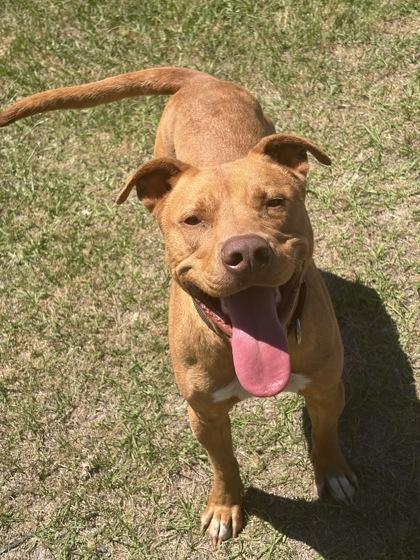 Junior, a Adoptable mixed breed in Conway, SC image 3/3