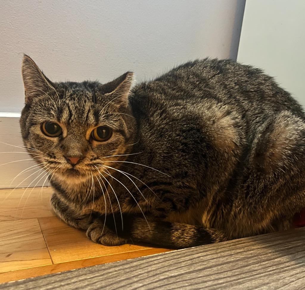 Aggie, Adoptable, Young Female Domestic Short Hair.