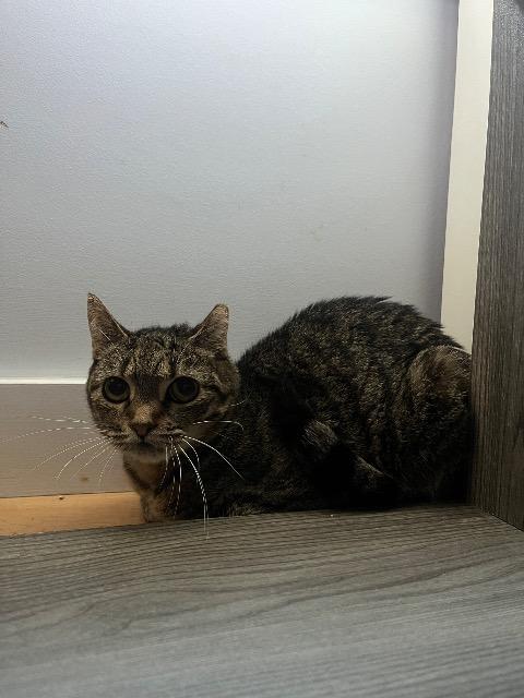 Aggie, a Adoptable mixed breed in Pawtucket, RI image 2/5