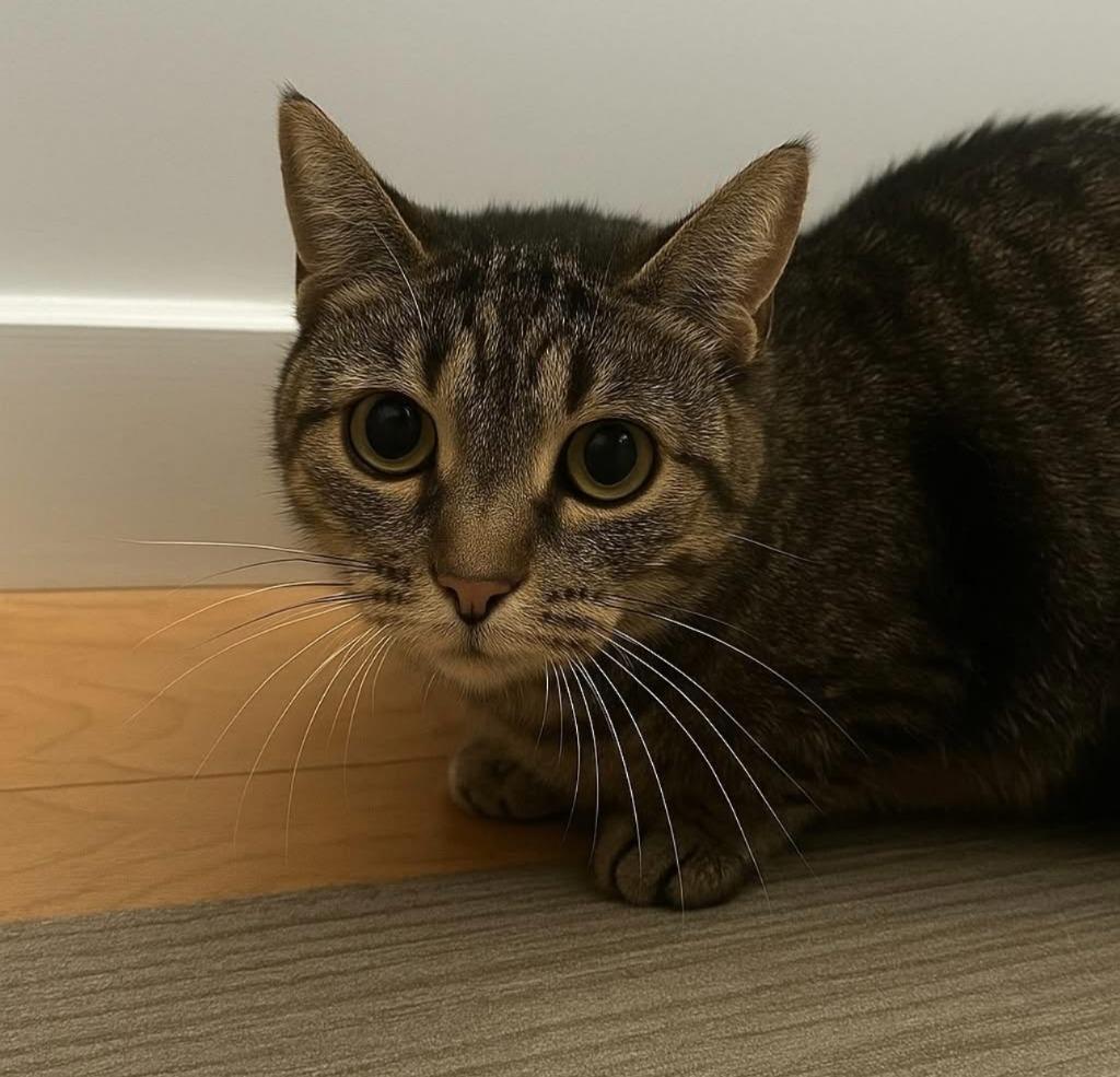 Aggie, a Adoptable mixed breed in Pawtucket, RI image 5/5