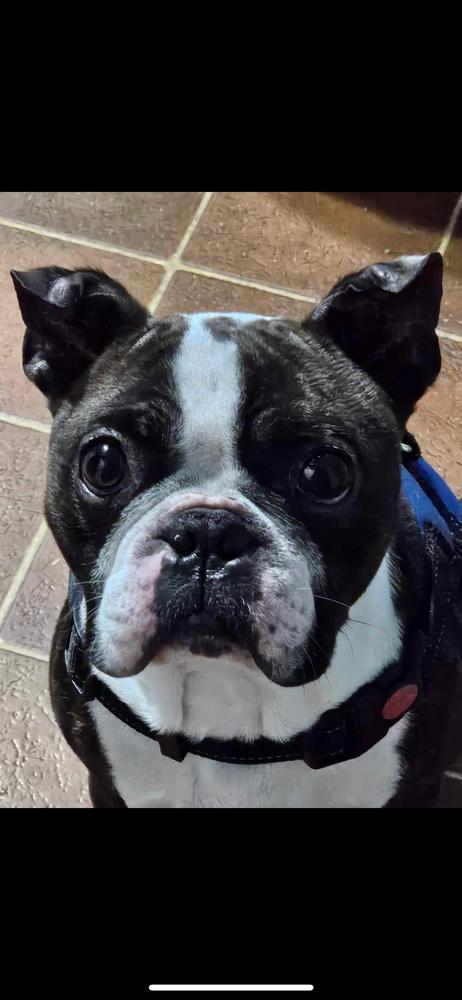Charlie Stitch - 4203 GA, a Adoptable Boston Terrier in Maryville, TN image 2/6