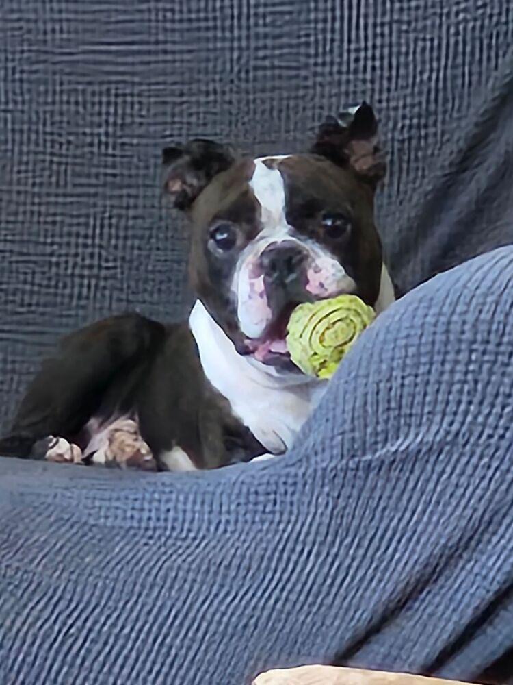 Enlarge Charlie Stitch - 4203 Cochren GA, a Adoptable Boston Terrier in Maryville, TN image 2/6