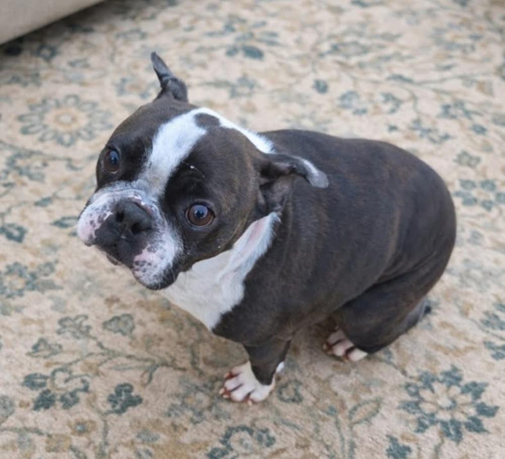 Enlarge Charlie Stitch - 4203 Cochren GA, a Adoptable Boston Terrier in Maryville, TN image 2/6