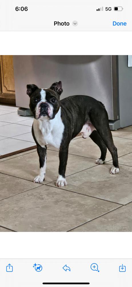 Charlie Stitch - 4203 GA, a Adoptable Boston Terrier in Maryville, TN image 4/6
