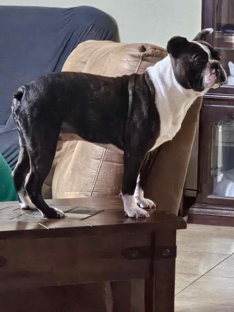 Enlarge Charlie Stitch - 4203 Cochren GA, a Adoptable Boston Terrier in Maryville, TN image 5/6