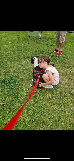 Enlarge Charlie Stitch - 4203 Cochren GA, a Adoptable Boston Terrier in Maryville, TN image 4/6