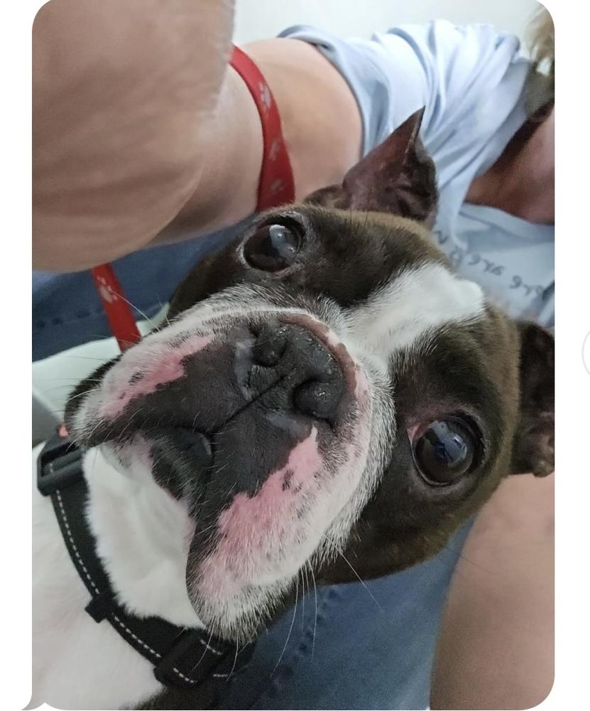 Charlie Stitch - 4203 GA, a Adoptable Boston Terrier in Maryville, TN image 5/6