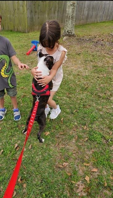 Enlarge Charlie Stitch - 4203 Cochren GA, a Adoptable Boston Terrier in Maryville, TN image 5/6