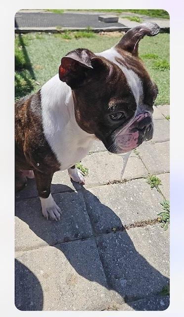 Charlie Stitch - 4203 GA, a Adoptable Boston Terrier in Maryville, TN image 6/6