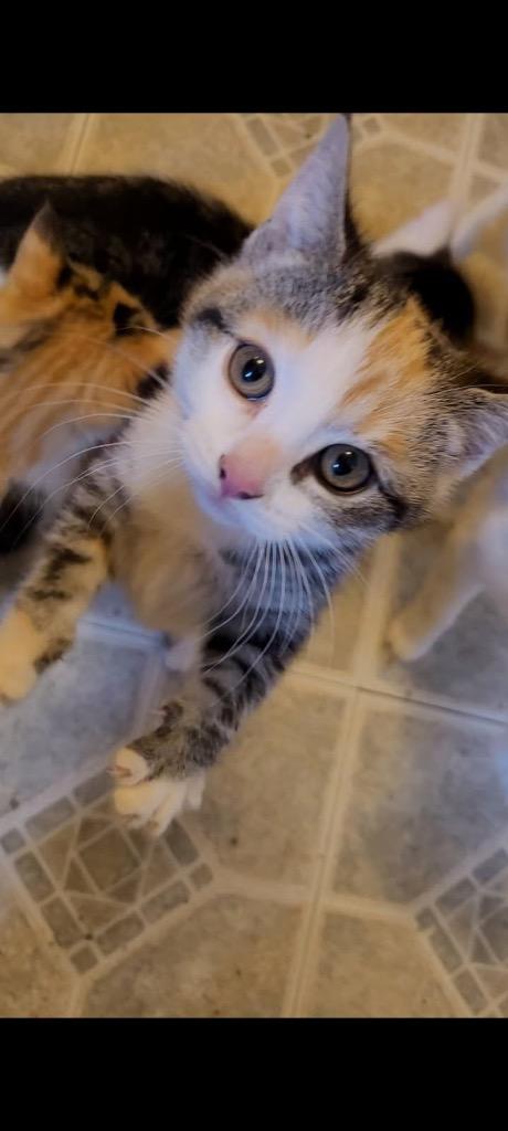 Enlarge Pip (Squeaker), a Adoptable mixed breed in Johnson City, TN image 1/5