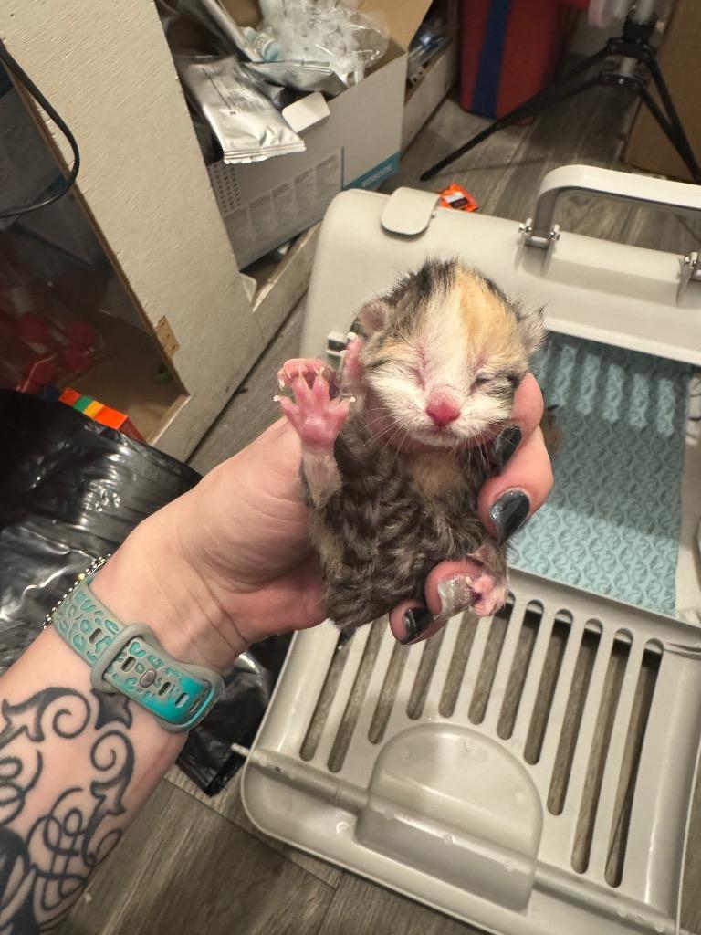 Enlarge Pip (Squeaker), a Adoptable mixed breed in Johnson City, TN image 2/5