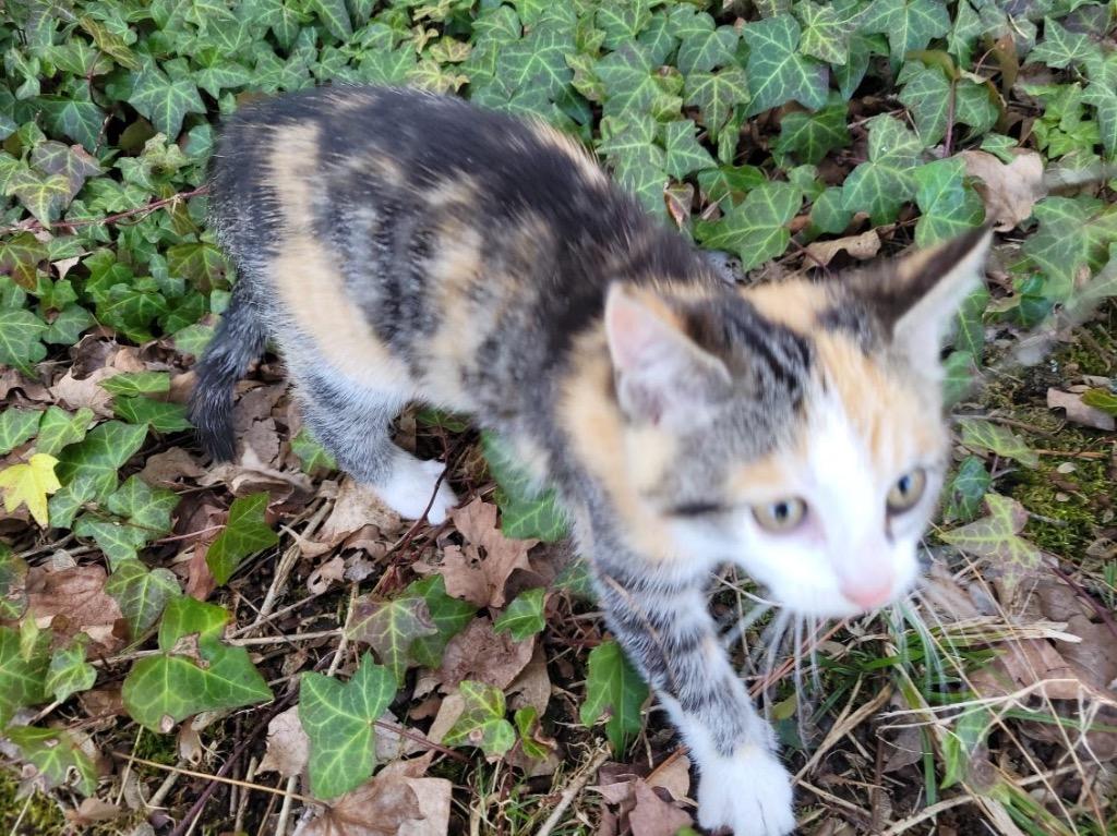 Enlarge Pip (Squeaker), a Adoptable mixed breed in Johnson City, TN image 3/5
