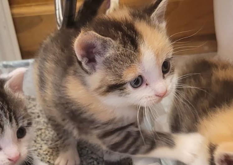 Enlarge Pip (Squeaker), a Adoptable mixed breed in Johnson City, TN image 4/5