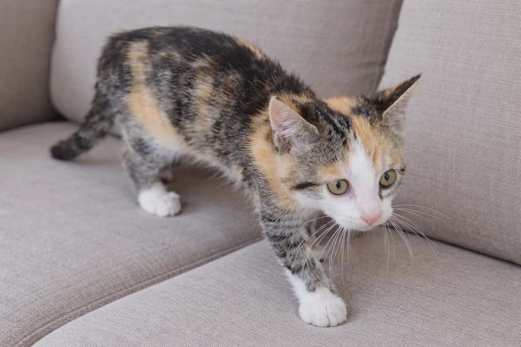 Enlarge Pip (Squeaker), a Adoptable mixed breed in Johnson City, TN image 5/5