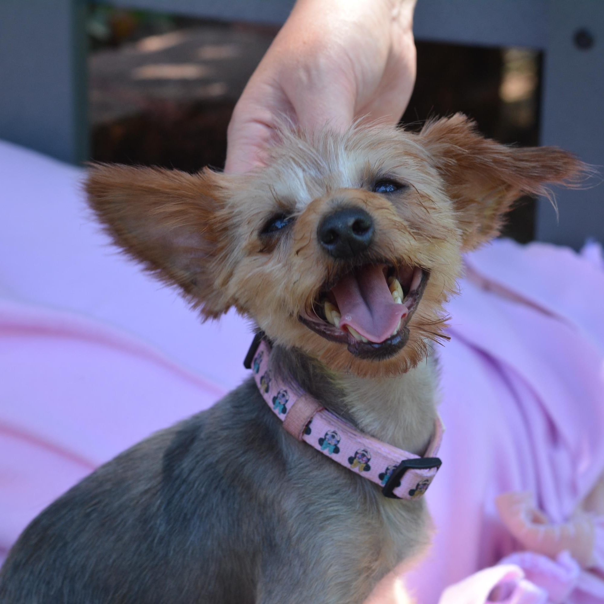 Apple, adoptable, Adult Female Yorkshire Terrier.