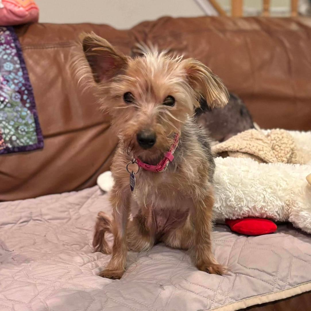 Enlarge Apple, an adoptable Yorkshire Terrier in Rockville, MD image 2/6
