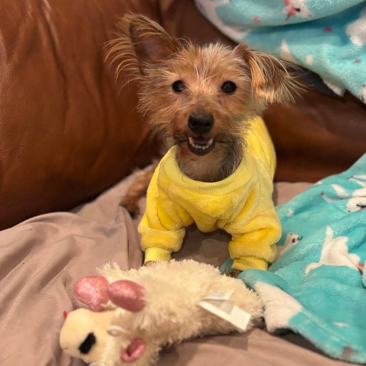 Apple, adoptable, Senior Female Yorkshire Terrier.