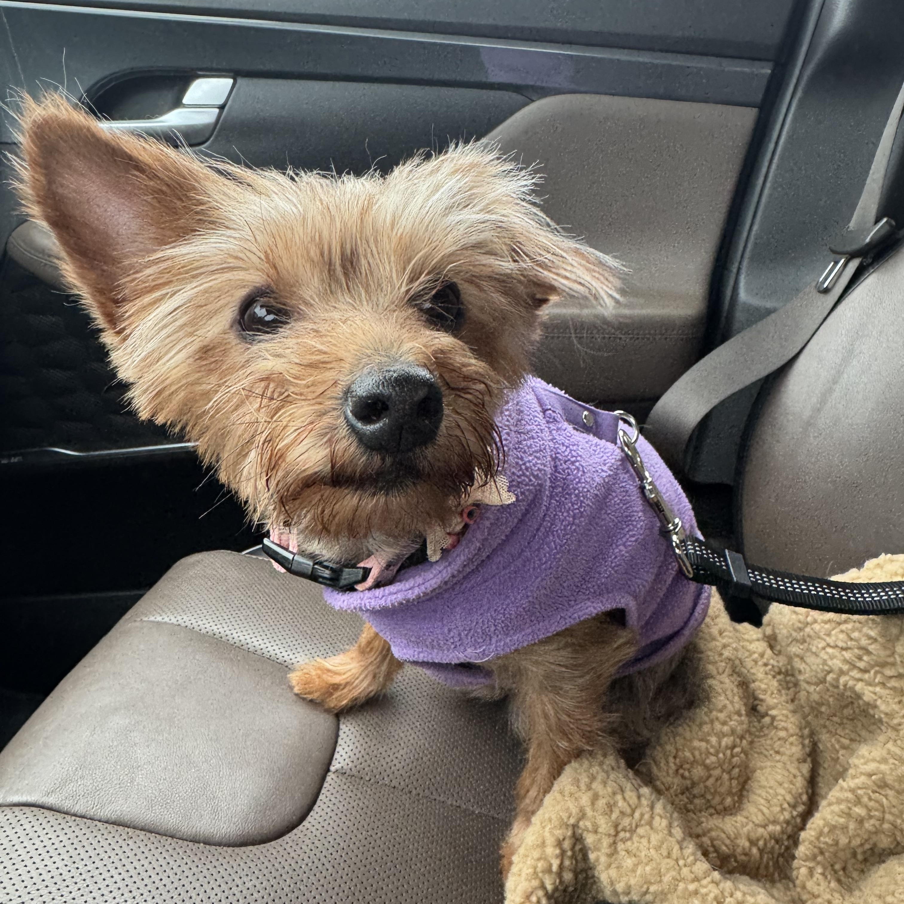 Enlarge Apple, an adoptable Yorkshire Terrier in Rockville, MD image 5/6