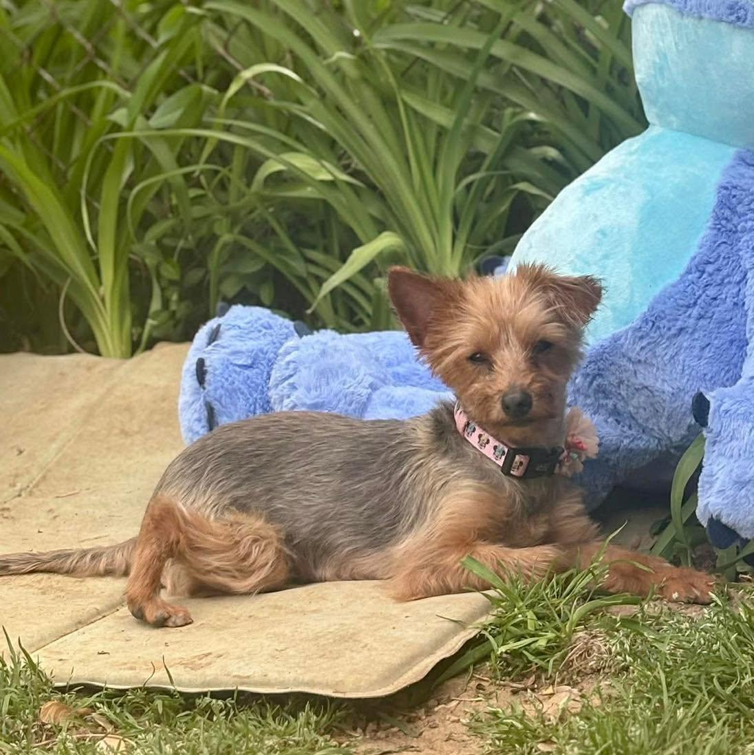 Enlarge Apple, an adoptable Yorkshire Terrier in Rockville, MD image 2/6