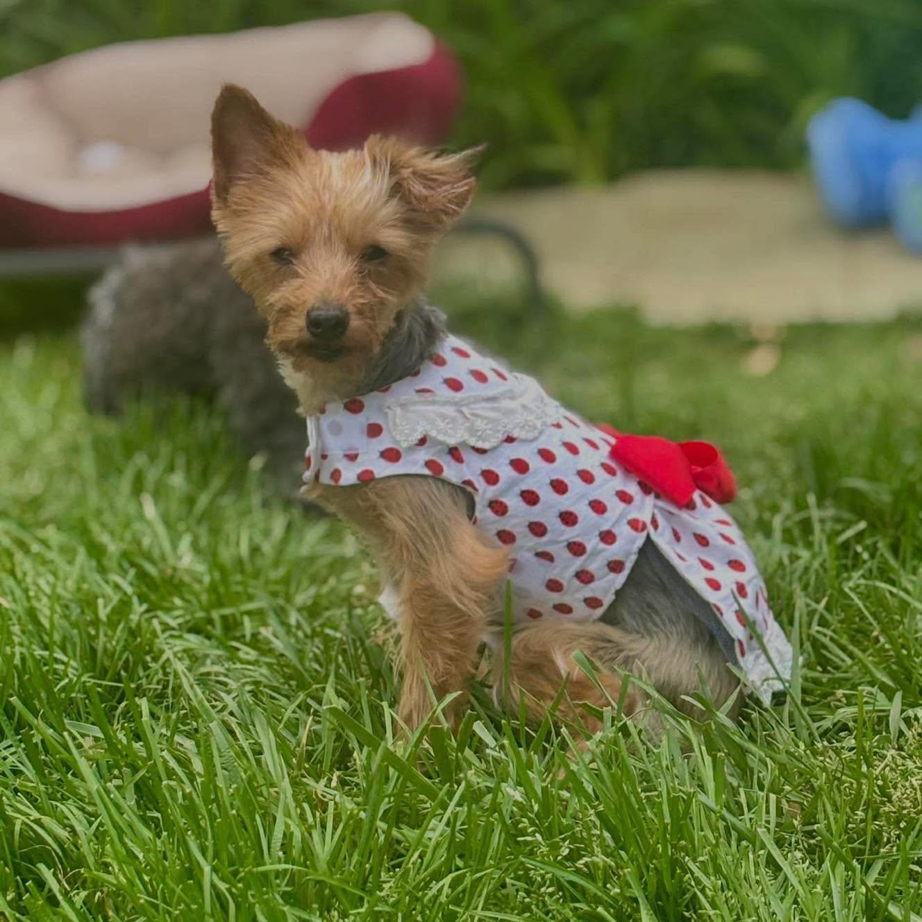 Enlarge Apple, an adoptable Yorkshire Terrier in Rockville, MD image 4/6