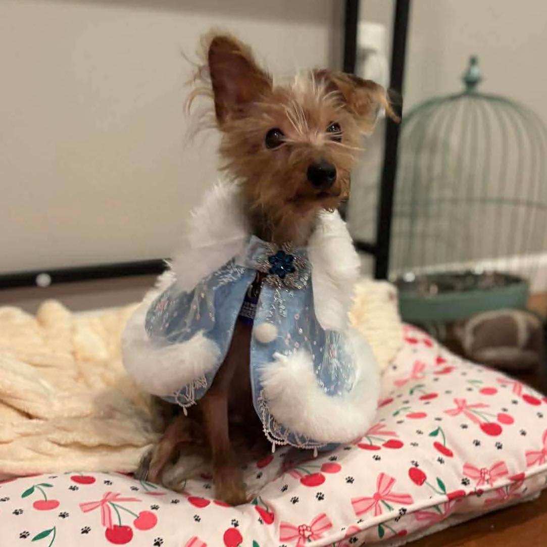 Enlarge Apple, an adoptable Yorkshire Terrier in Rockville, MD image 3/6
