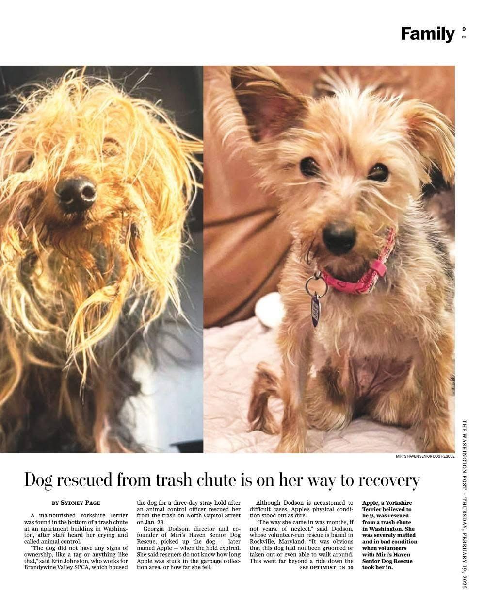 Enlarge Apple, an adoptable Yorkshire Terrier in Rockville, MD image 6/6