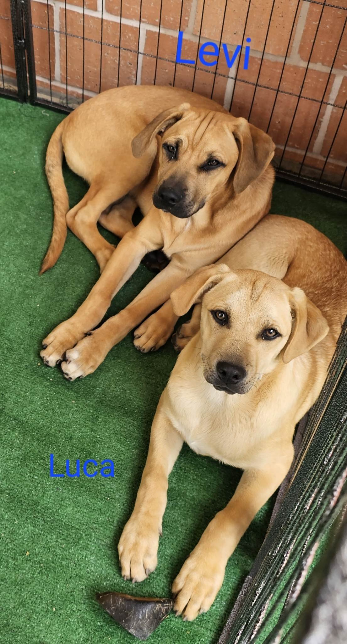 Luca, a Adoptable mixed breed in Wrightwood, CA image 1/2