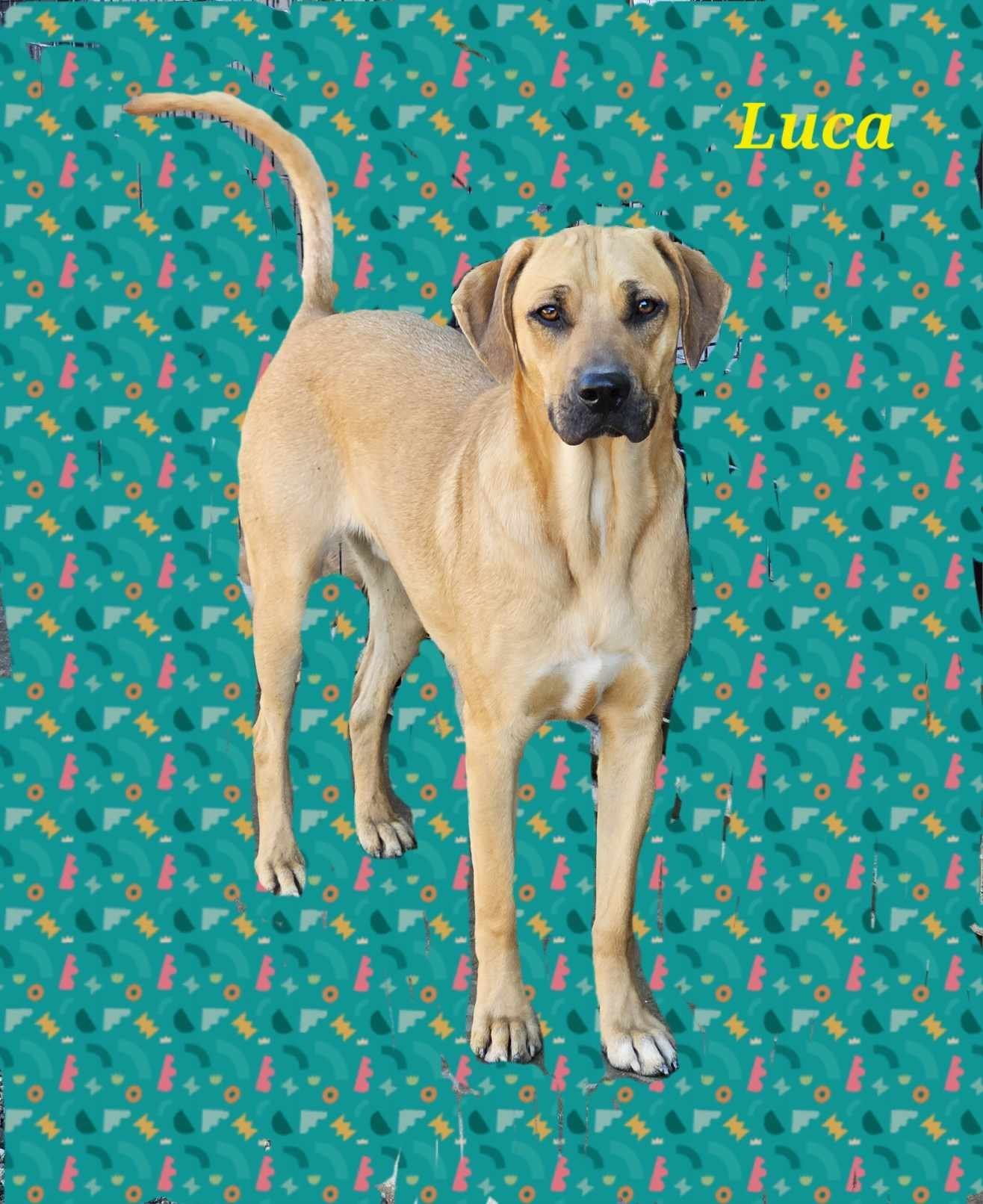 Luca, a Adoptable mixed breed in Wrightwood, CA image 2/2