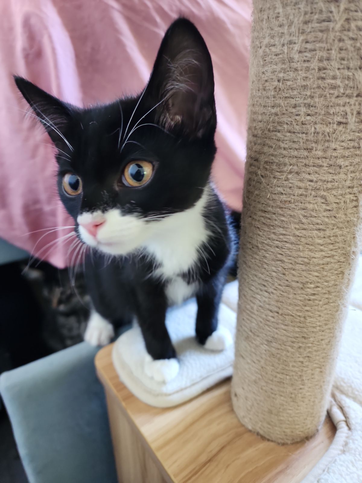 Enlarge Neapolitan, a Adopted Tuxedo in Saint Pete Beach, FL image 2/3