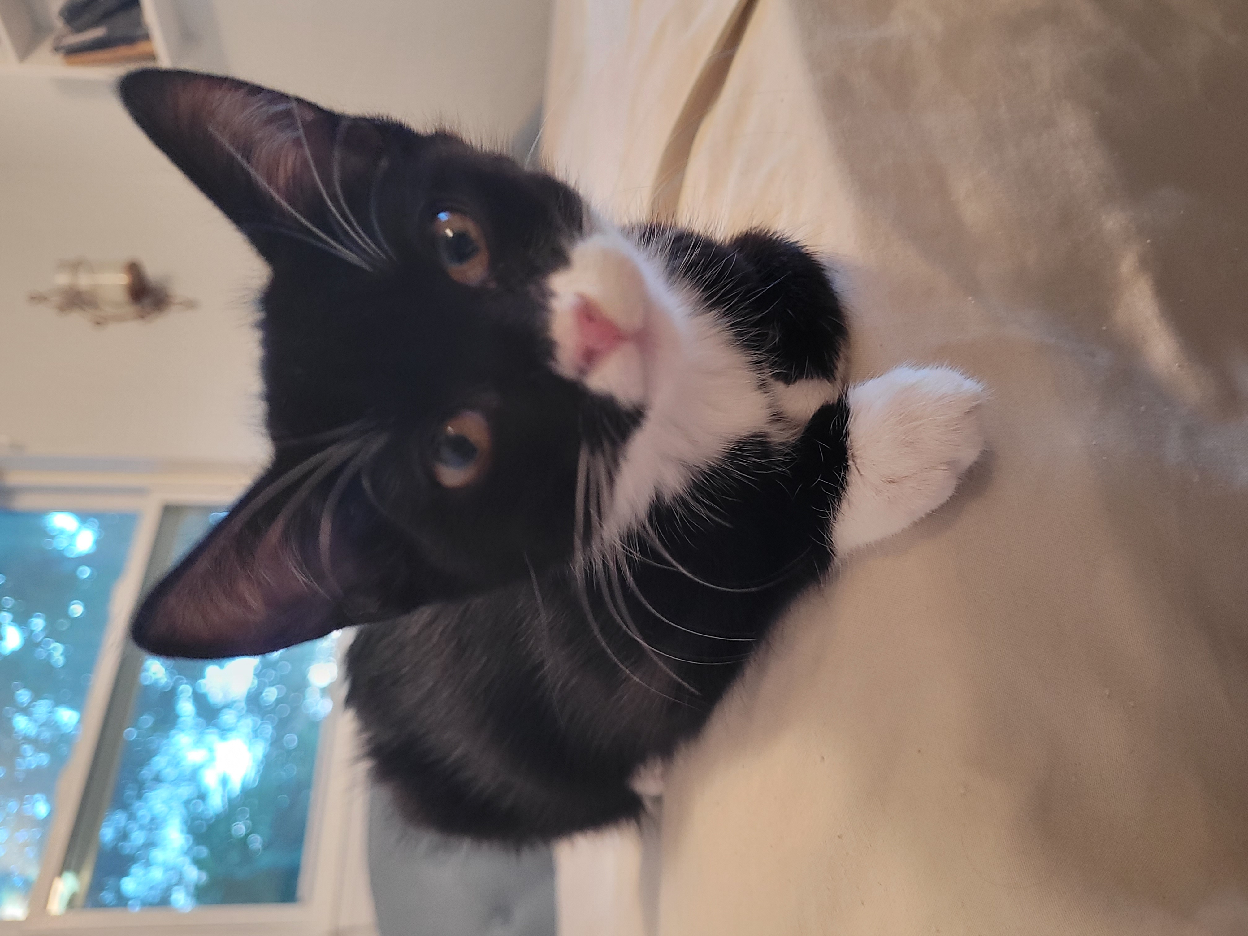 Neapolitan, Adopted, Kitten Female Tuxedo.