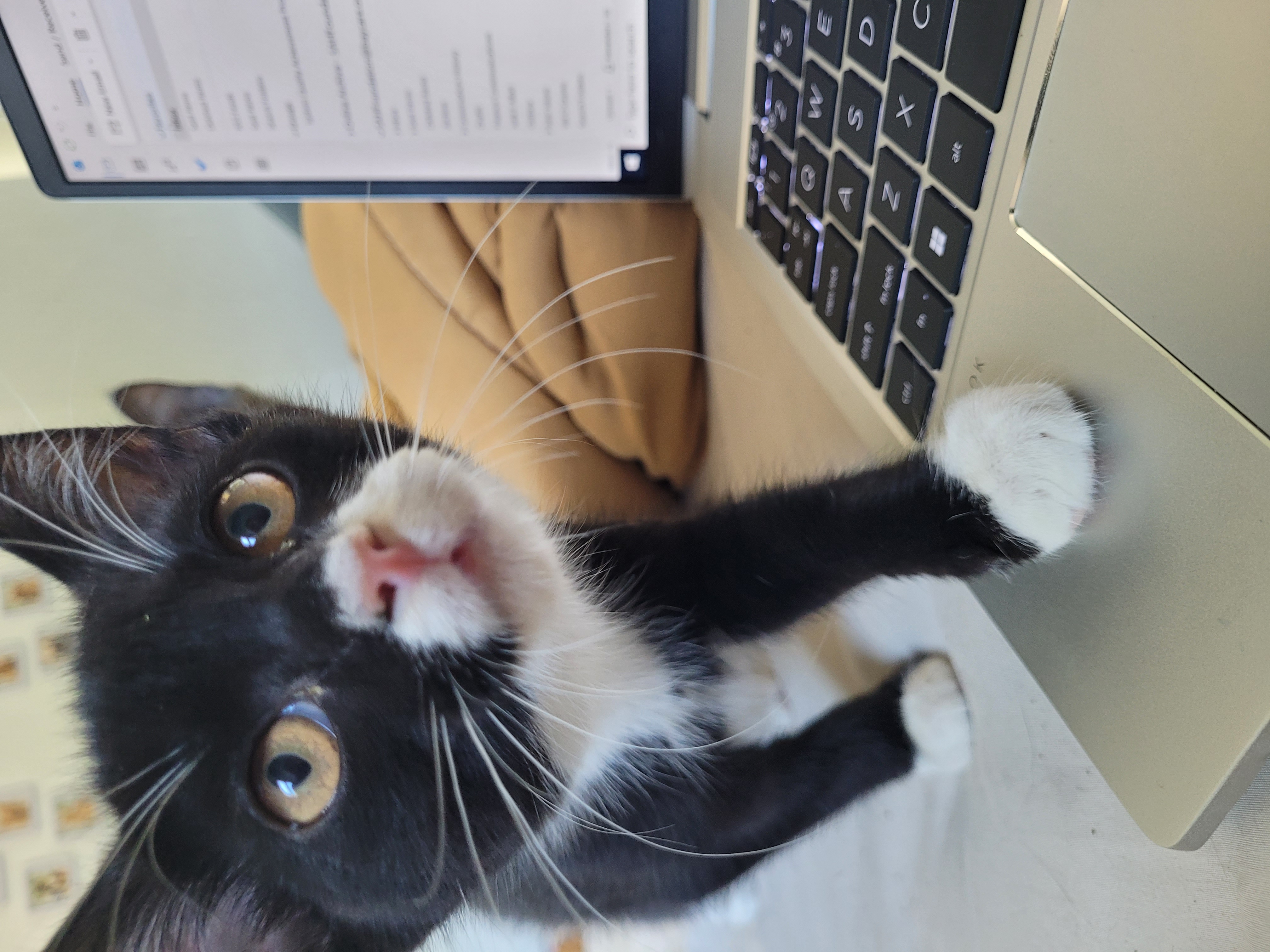 Enlarge Neapolitan, a Adopted Tuxedo in Saint Pete Beach, FL image 3/3